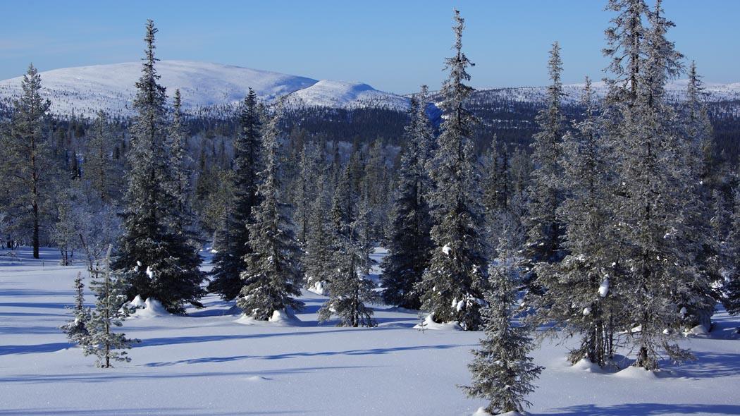 Cover image of this place Tsarmitunturi's Wilderness Area