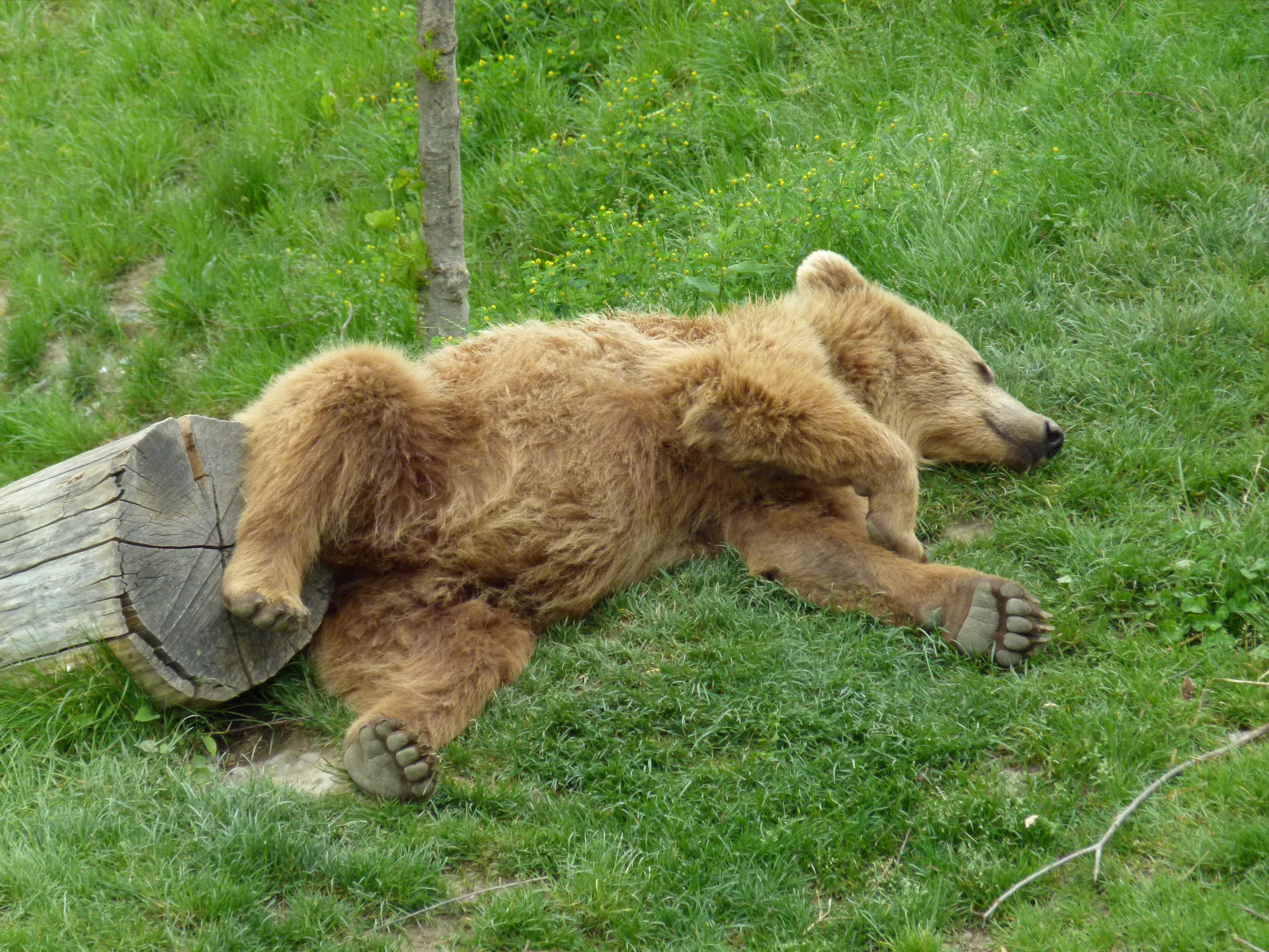 Cover image of this place Bärenpark