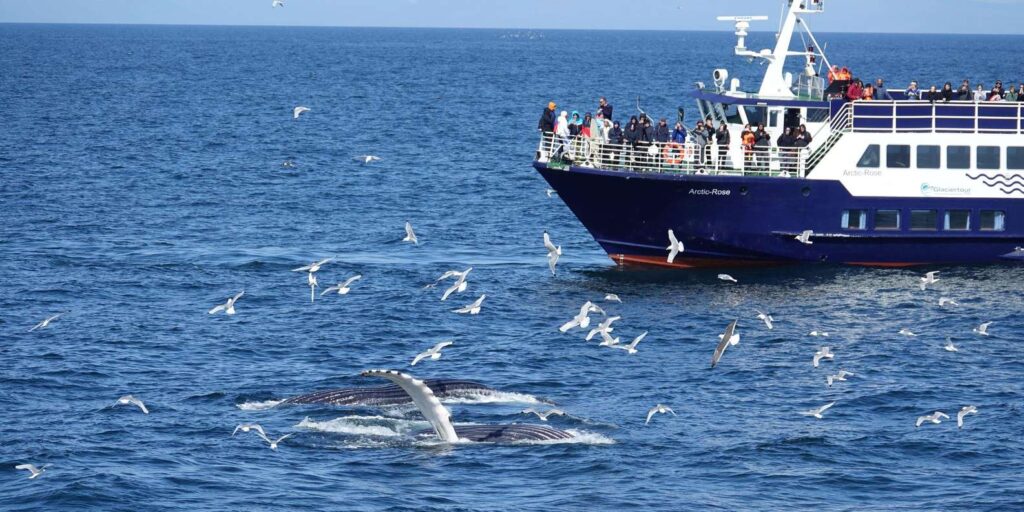 Whale watching cruise leaving the Old Harbour in Reykjavik