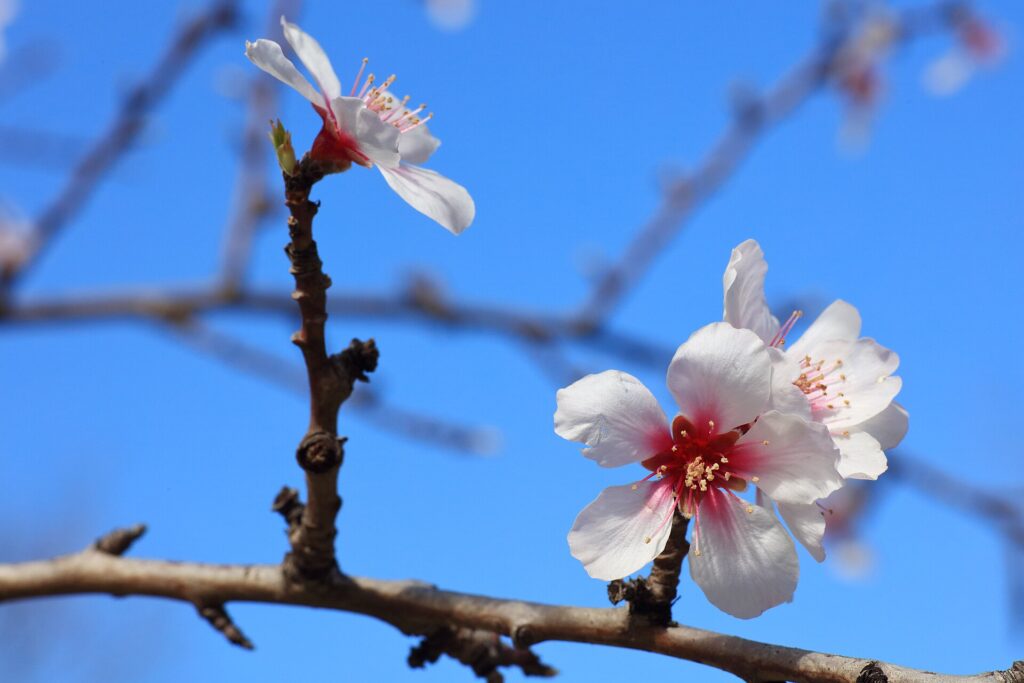 Almendro 13