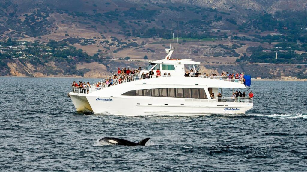 Whale and dolphin watching cruise off Long Beach in California