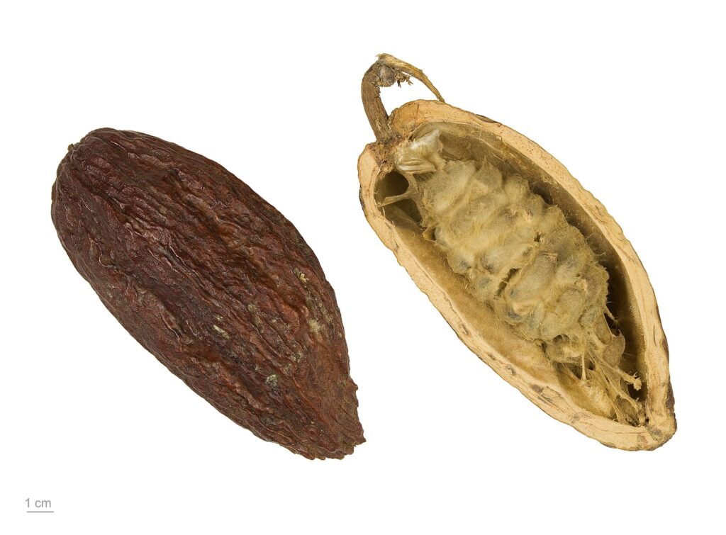Theobroma cacao MHNT.BOT.2004.0.204