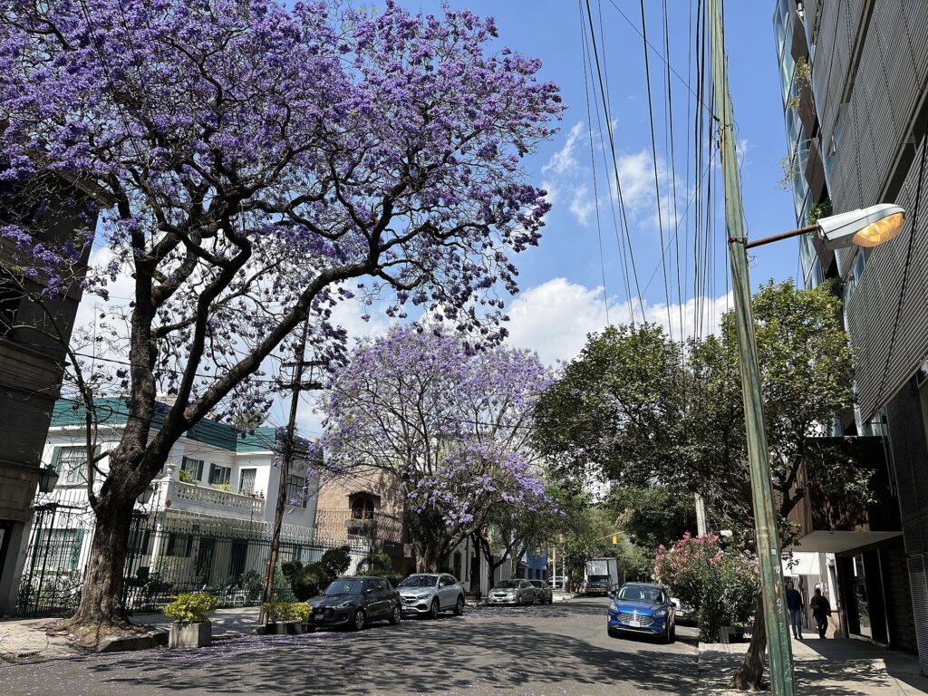 Jacaranda trees flowering over a Condesa street in Mexico City