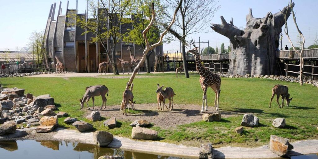 Giraffes at Diergaarde Blijdorp zoo in Rotterdam
