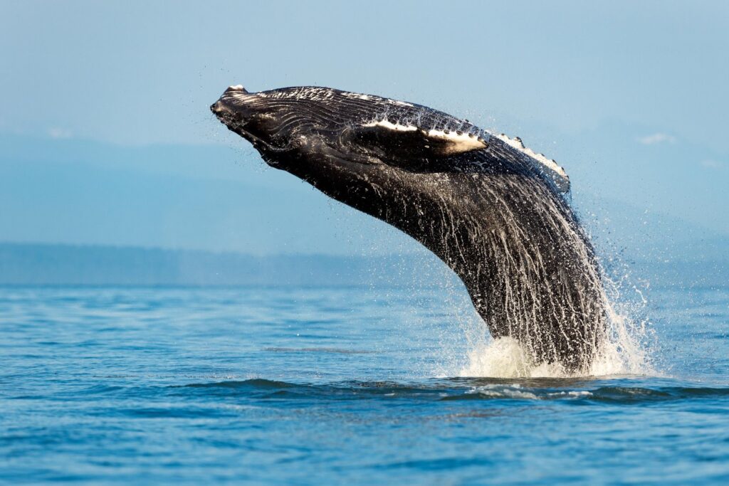 Humpback whale breaching the ocean off the coast of Sydney