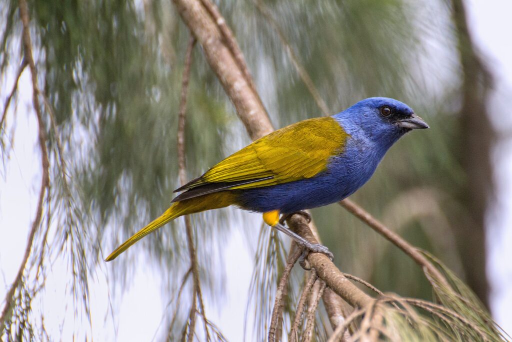 El Avila National Park