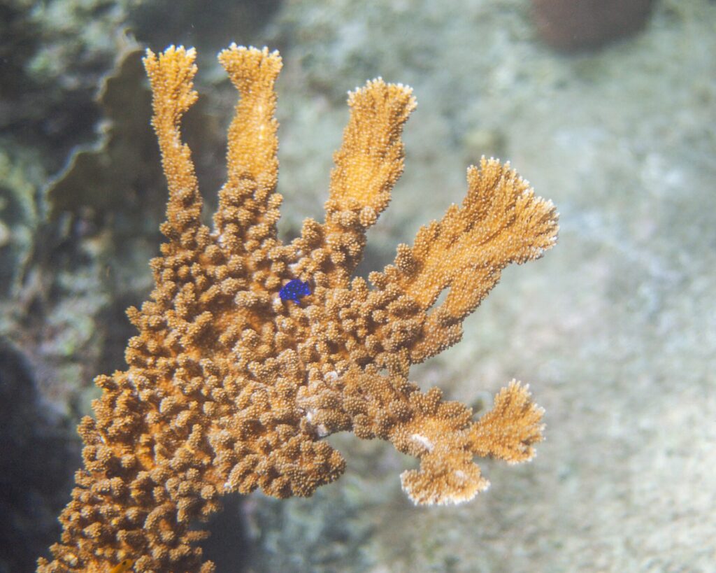 Elkhorn Coral with a Yellowtail Damselfish in the Caribbean Sea in Curaçao