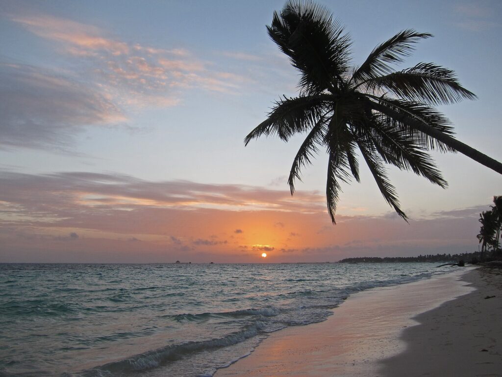 Palm Tree and Sunrise (5365445055)