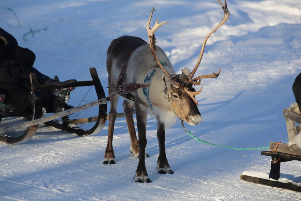 Inari Reindeer Farm