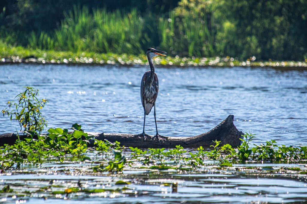 Boat tour through the cypress-lined Honey Island Swamp near New Orleans