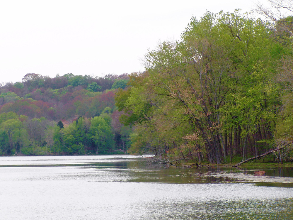 Wooded shoreline of Radnor Lake State Natural Area near Nashville