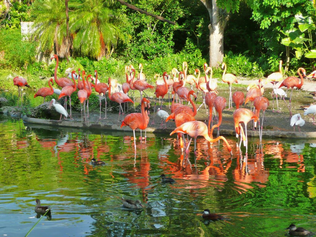 Flamingos at Zoo Miami in South Miami-Dade
