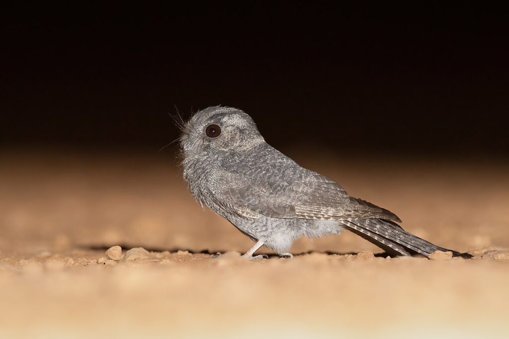 Nightjar, London