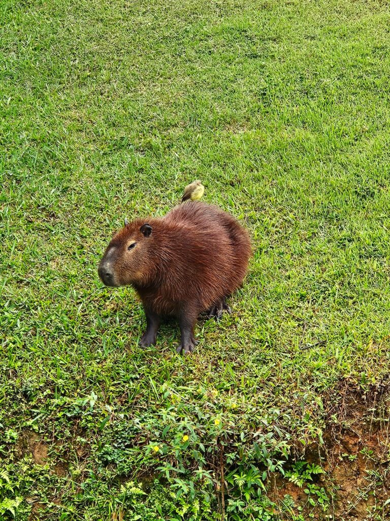 Parque Barigui, Curitiba