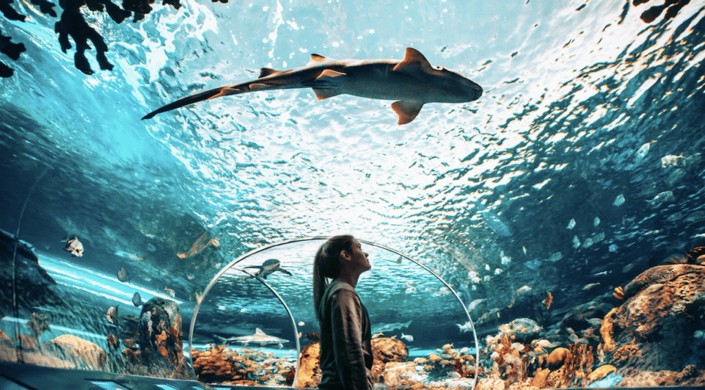 The shark tunnel at Ripleys Aquarium of Canada in Toronto