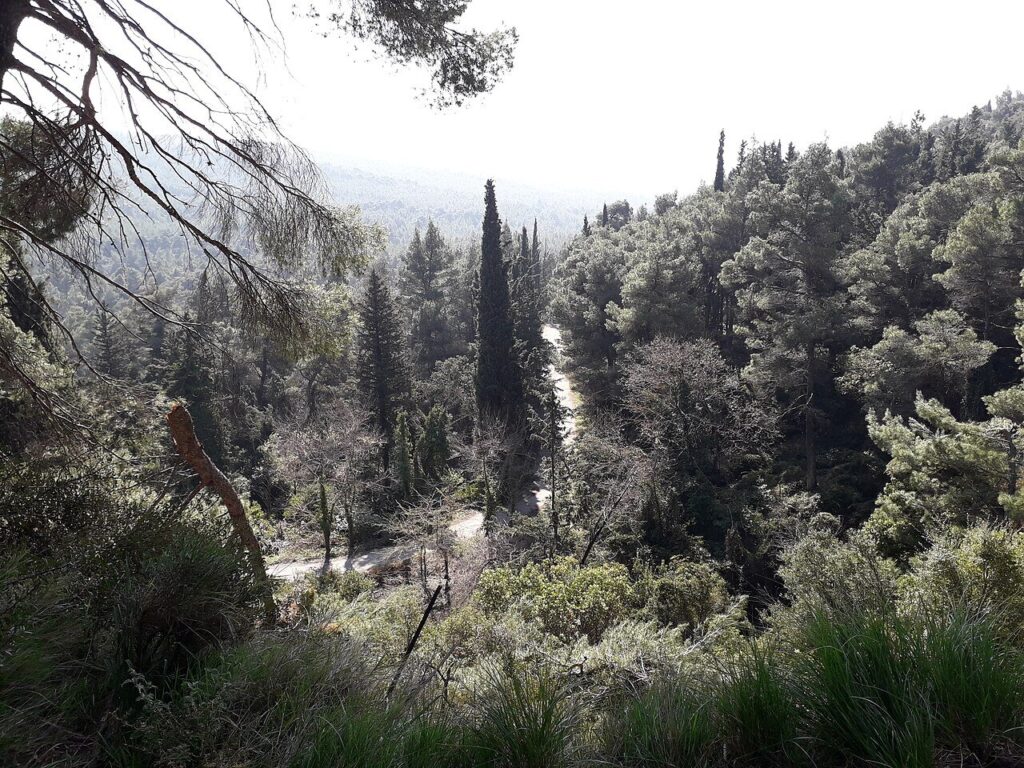 Forested valley of the former royal estate at Tatoi near Athens