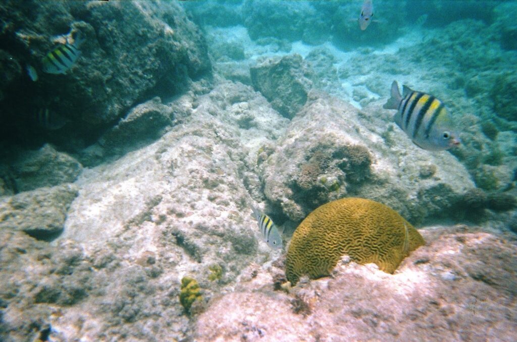 Symmetrical Brain Coral Pseudodiploria Strigosa Sergeant Major Fish Abudefduf Saxatilis Fringing Reef Beaches of Noord A