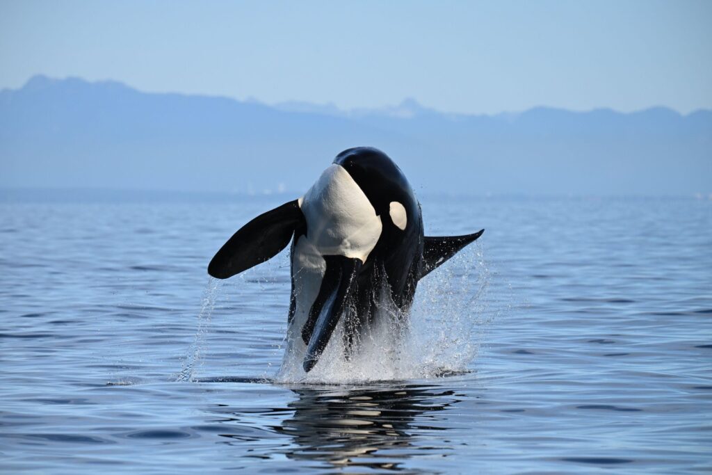 A humpback whale on a wildlife watching tour from Vancouver