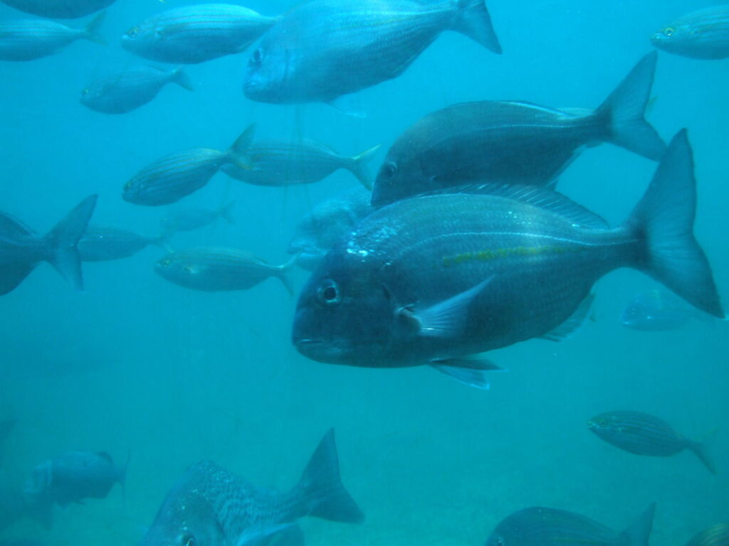 Bayworld
