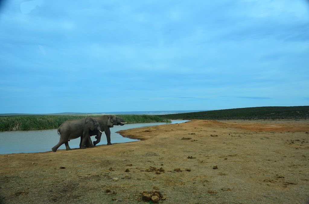 Addo Elephant National Park