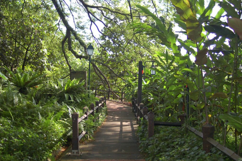 Fort Canning Tree Tunnel: Singapore’s Most Photographed Staircase