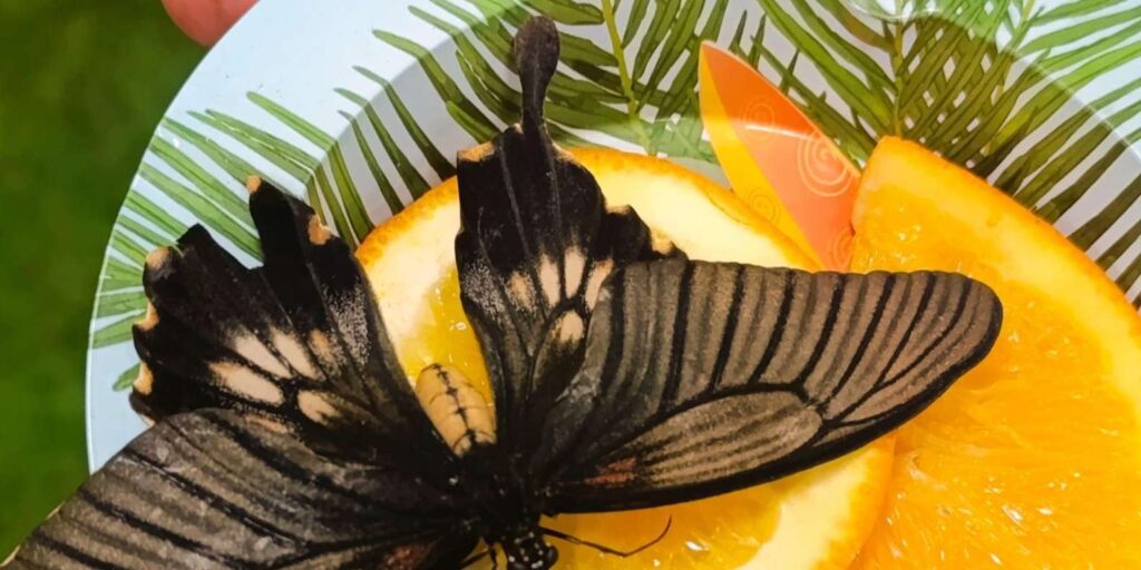 Varna Butterfly House