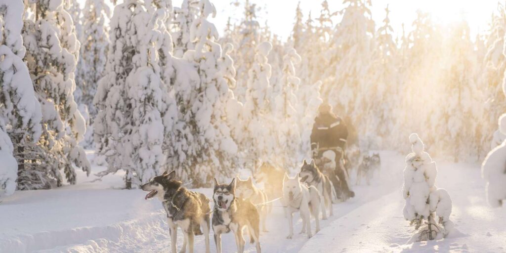Rovaniemi Husky Safari on a Snowy Trail
