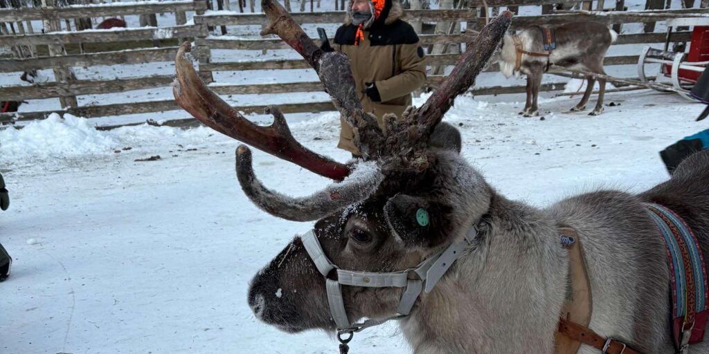 Rovaniemi Reindeer Farm Visit with Sleigh Ride