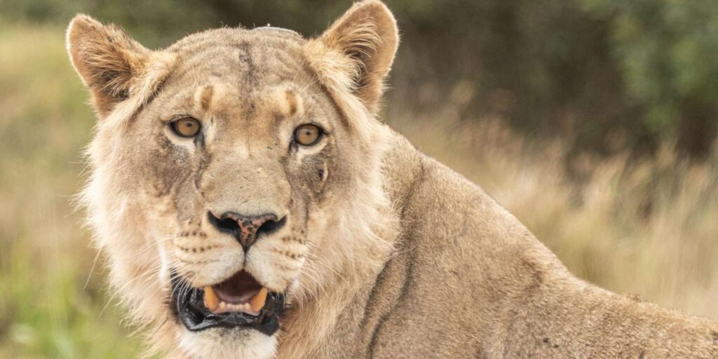 Addo Elephant Park Guided Safari in Your Own Car