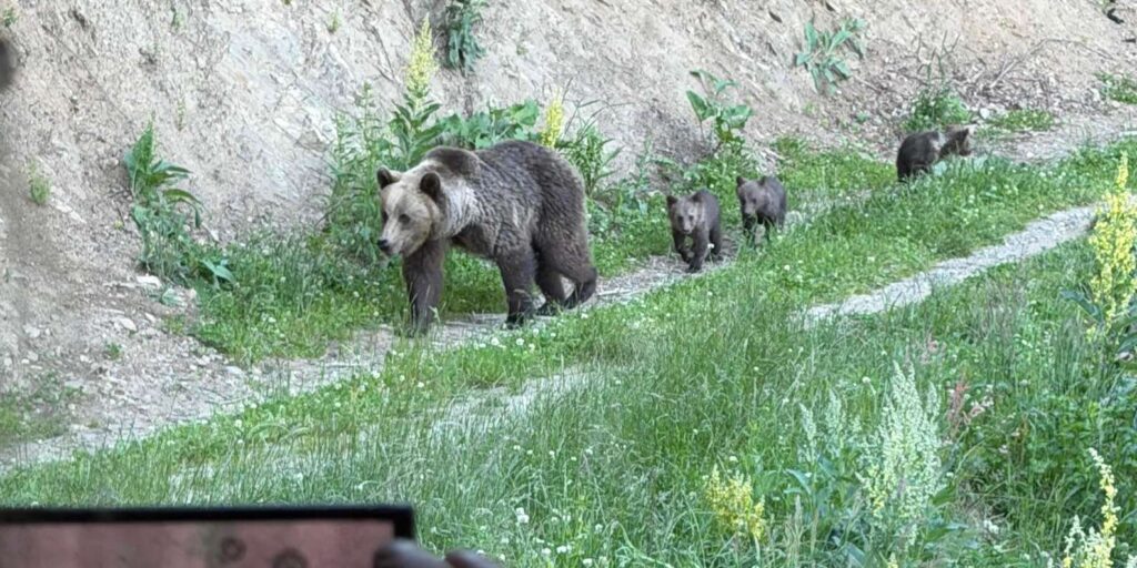 Carpathian Brown Bear Watching from a Forest Hide