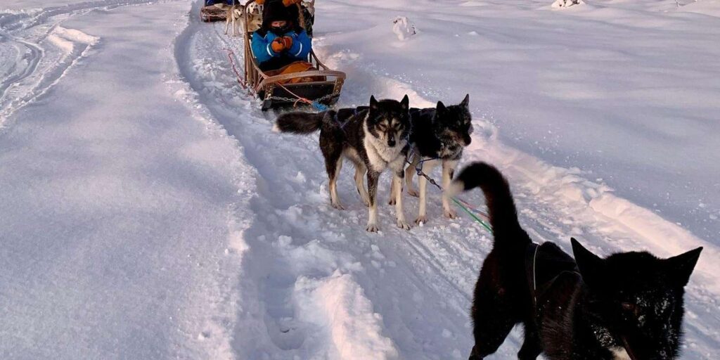 Sodankylä Husky Safari with Farm Visit