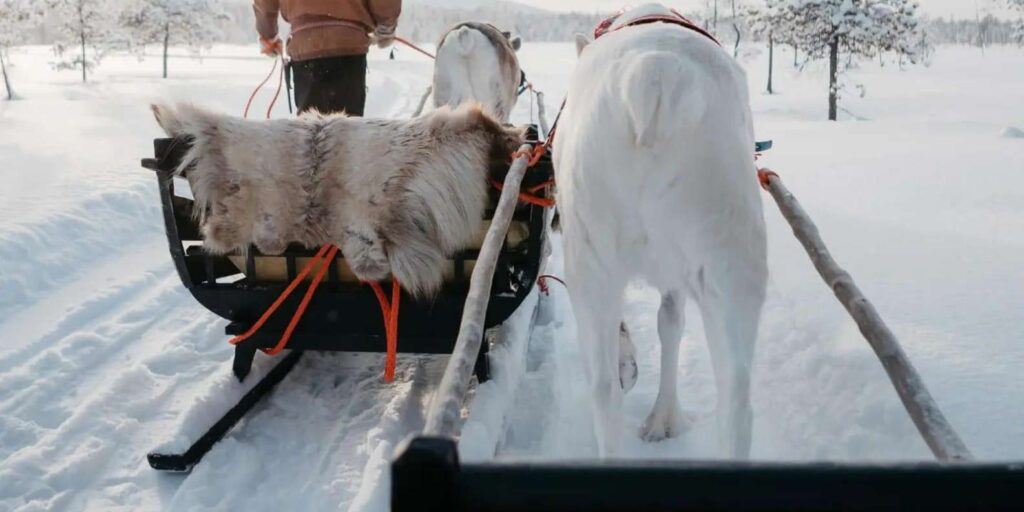 Sodankylä Reindeer Farm Visit with Sleigh Ride