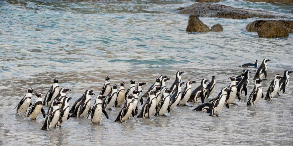 Boulders Penguin Colony