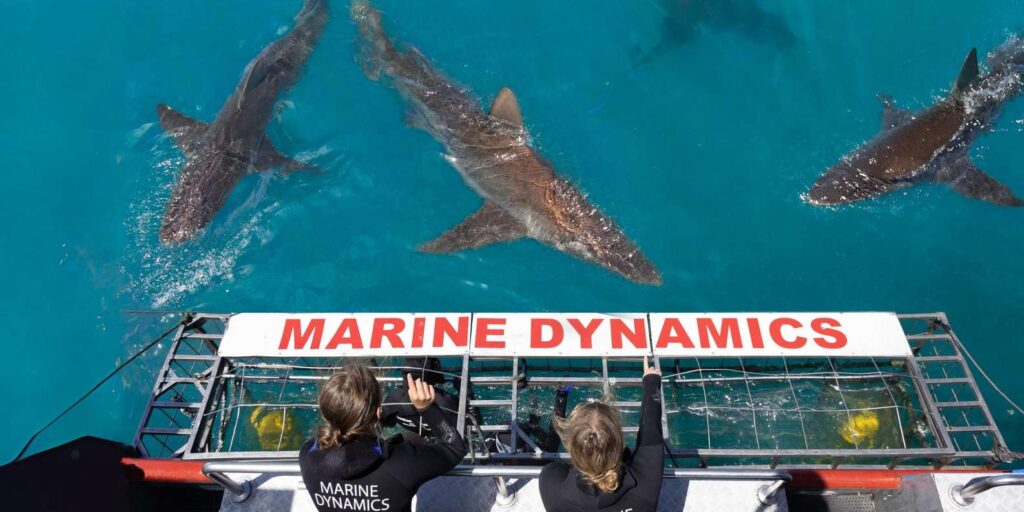 Great white shark cage diving at Gansbaai