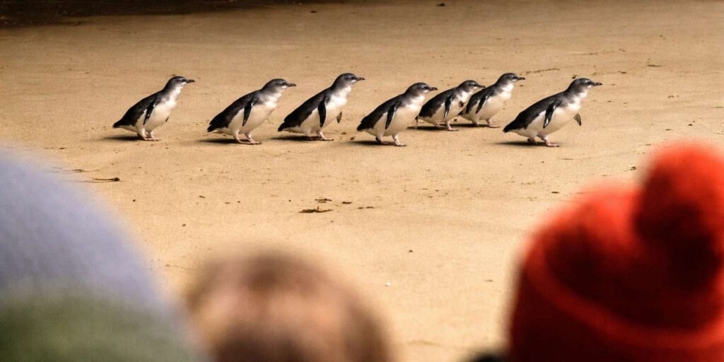 Phillip Island penguin parade