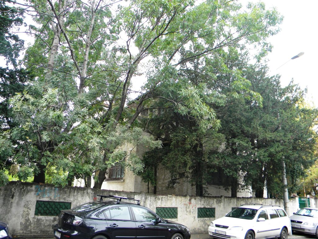 Kaiamo